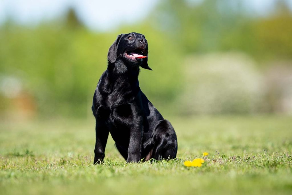 Good guardians understand canine body language and gestures and know what constitutes natural behaviour in dogs.