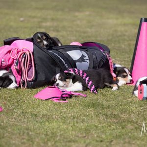 ProPack dog sports bag (pink) - Image 6