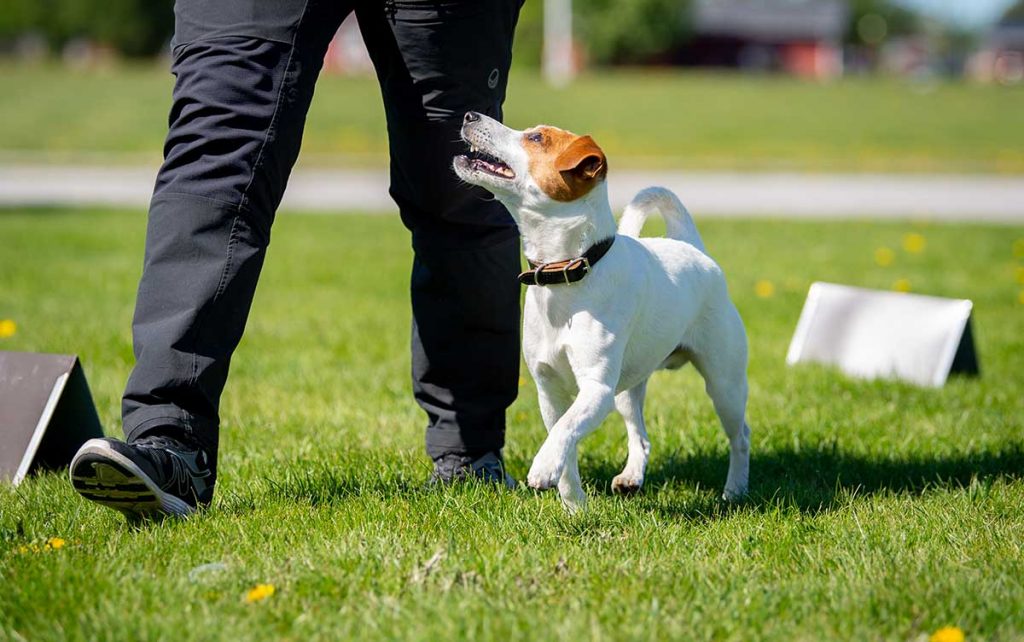 Using a remote reward placed behind the dog works well in making the sit, down and stand in motion exercises in obedience sharper, but the remote reward is also very useful in rally obedience.