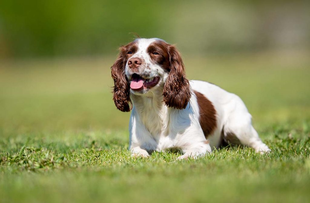 Important skills all sports dogs should know