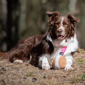 Australian Shepherd and pink Chewie