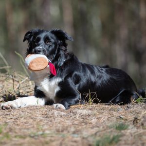 Border Collie and pink Chewie