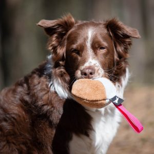 Chewie pink with Australian Shepherd