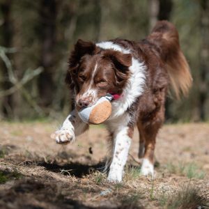 Playing with pink Chewie