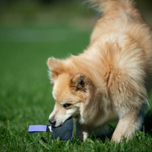 IttyBitty blue with medium dog