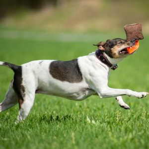 IttyBitty orange with small dog