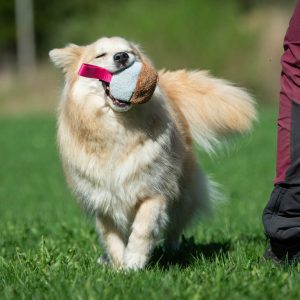 Pink TeenyTiny and medium dog