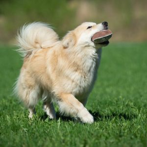 TeenyTiny ball orange and medium dog