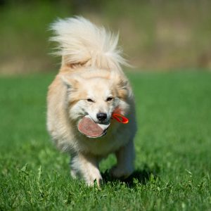 TeenyTiny orange and medium dog