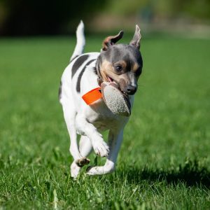 TeenyTiny orange with small dog