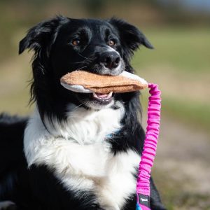 Border Collie and BungeeCutie pink-turquoise