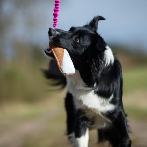 Border Collie and BungeeCutie pink-turquoise