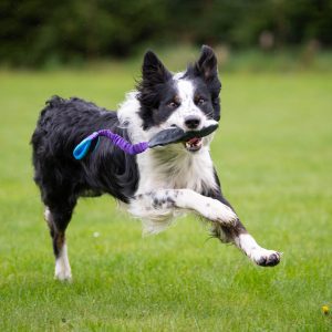 BungeeCutie lilac-turquoise in action with border collie