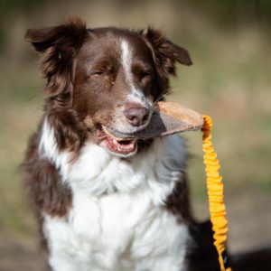 BungeeCutie orange-black Australian Shepherd