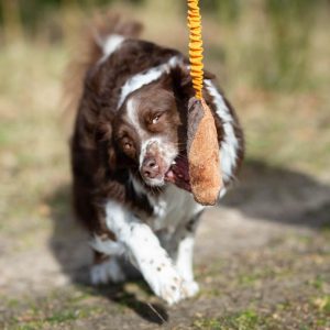 BungeeCutie orange-black Australian Shepherd