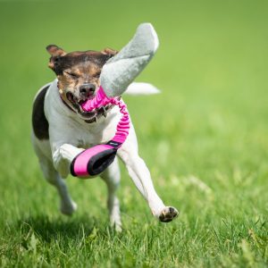 Farmdog with pink-black BungeeCutie