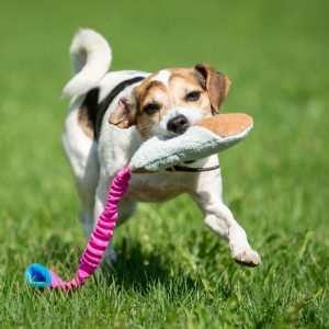 Farmdog with pink-turquoise BungeeCutie