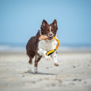 BungeeCutie orange with Australian Shepherd