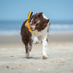 BungeeCutie orange with Australian Shepherd