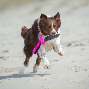 BungeeCutie pink-black with Australian Shepherd