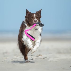 BungeeCutie pink-black with Australian Shepherd