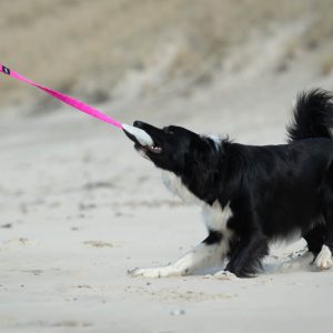 BungeeCutie pink-black with Border Collie