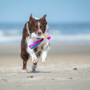 BungeeCutie pink-turquoise with Australian Shepherd