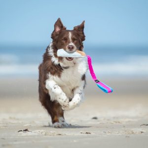 BungeeCutie pink-turquoise with Australian Shepherd