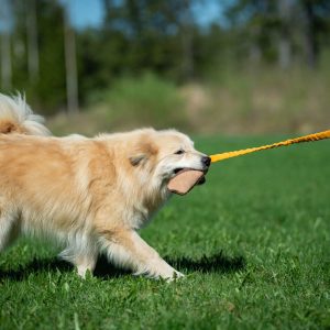 Orange BungeeCutie and medium dog