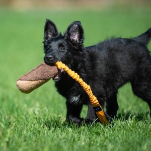 Orange BungeeCutie and puppy