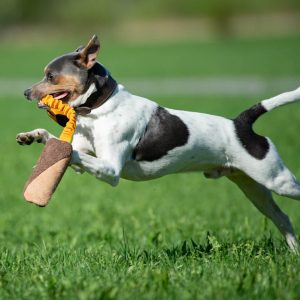 Orange BungeeCutie with terrier