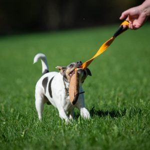 Orange BungeeCutie with terrier