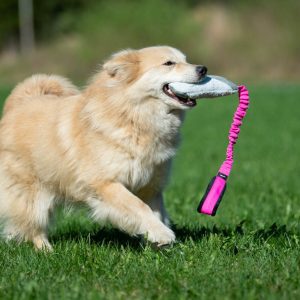 Pink-black BungeeCutie with medium dog