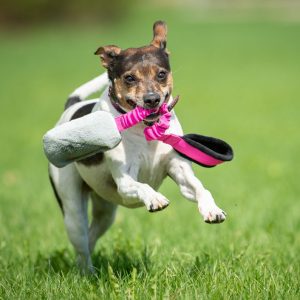 Pink-black BungeeCutie with small dog playing