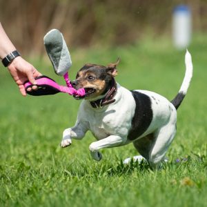 Pink-black BungeeCutie with small dog playing