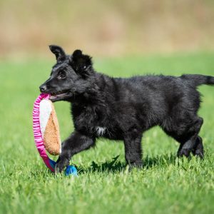 Pink-turquoise BungeeCutie toy with puppy