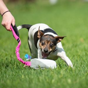 Xsmall dog with BungeeCutie pink-black