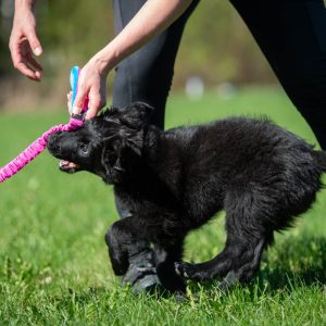 Pink-turquoise TeenyTiny bungee