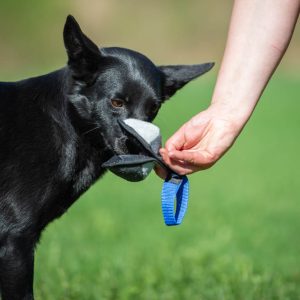 Sweetie ball blue kelpie