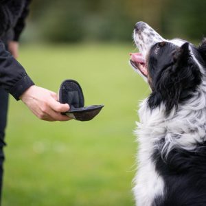 Sweetie ball open with border collie