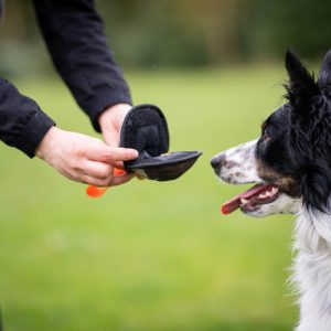 Sweetie ball orange and border collie