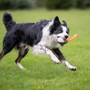 Sweetie ball orange and border collie