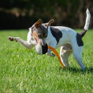 TeenyTiny ball with bungee orange and small dog