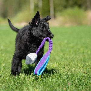 TeenyTiny with bungee lilac and puppy