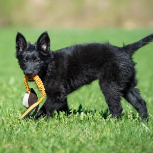 TeenyTiny with bungee orange and puppy