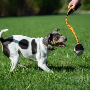 TeenyTiny with bungee orange and small dog