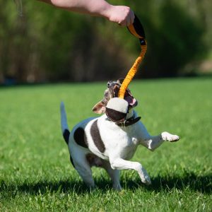 TeenyTiny with bungee orange and small dog