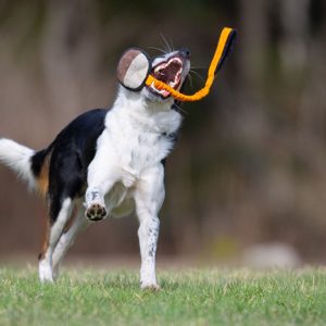BungeeSweetie orange and black and Border Collie playing