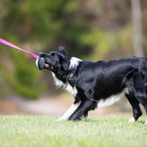 BungeeSweetie pink and black and BC playing