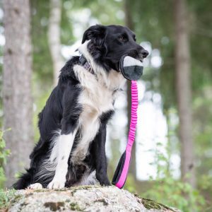 BungeeSweetie pink-black and Border Collie